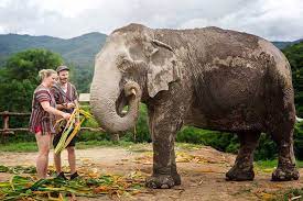 Chai Lai Orchid Elephant Programme — Mae Wang